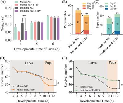 ame-miR-5119-Eth axis modulates larval-pupal transition of western honeybee worker